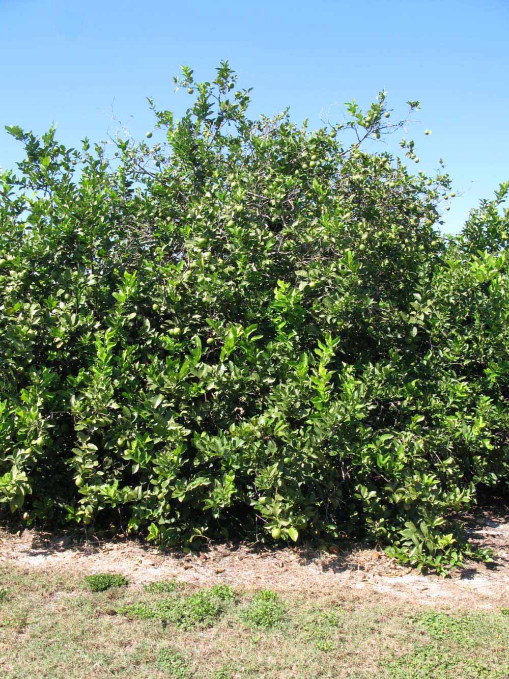            Habit (Todo del Ano, Winter Haven, FL)   